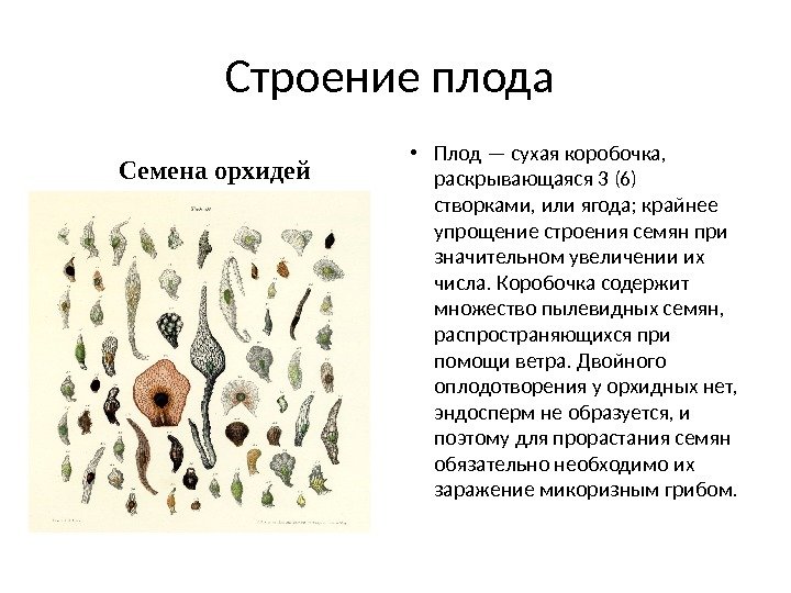 Строение плода Семена орхидей • Плод — сухая коробочка,  раскрывающаяся 3 (6) створками,