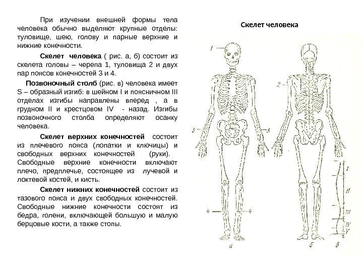 Скелет человека. При изучении внешней формы тела человека обычно выделяют крупные отделы:  туловище,
