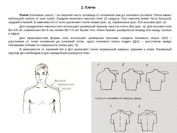 2. Плечи (плечевые скаты) – это верхняя часть туловища от основания шеи до плечевых