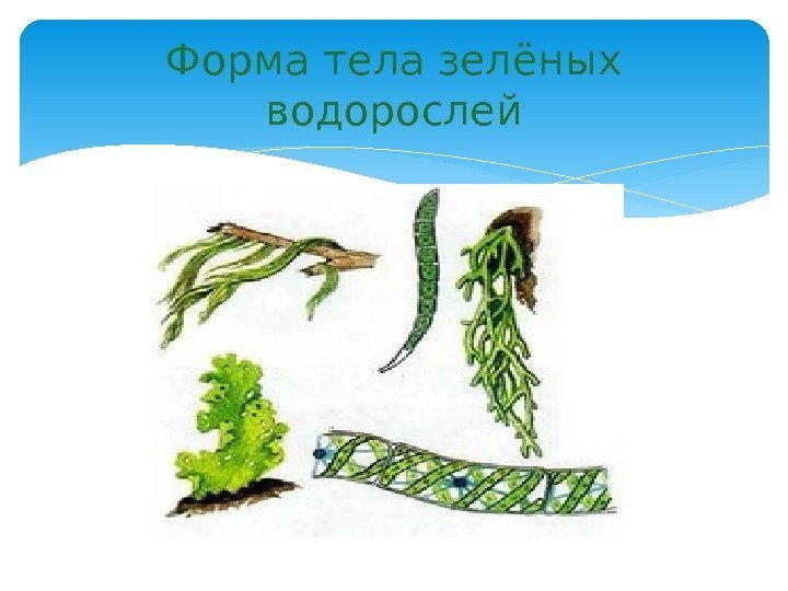 Форма тела зелёных водорослей  
