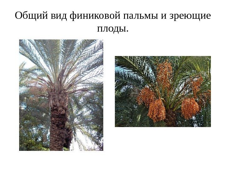 Общий вид финиковой пальмы и зреющие плоды. 