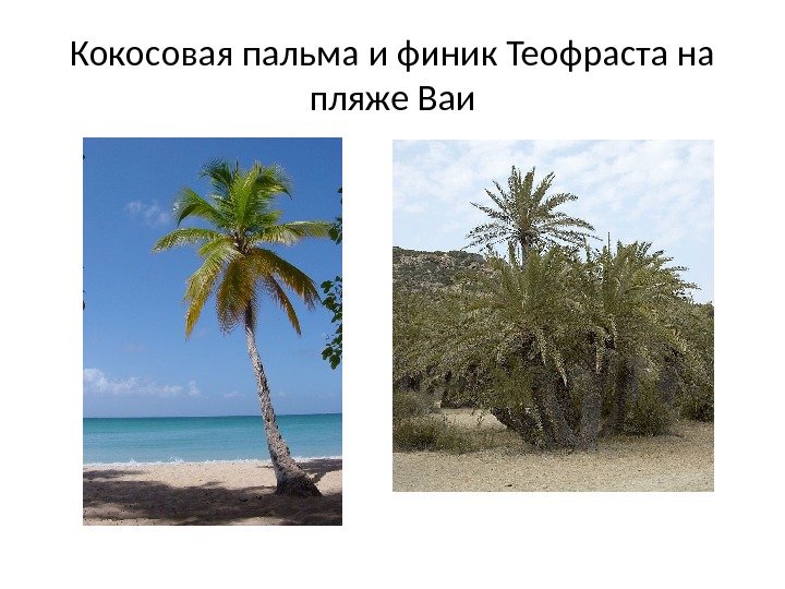 Кокосовая пальма и финик Теофраста на пляже Ваи 