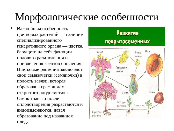 Морфологические особенности • Важнейшая особенность цветковых растений — наличие специализированного генеративного органа — цветка,