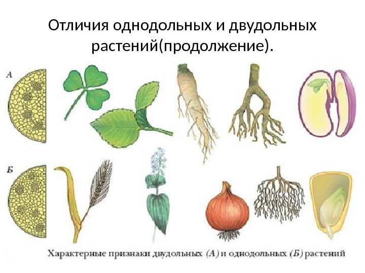 Отличия однодольных и двудольных растений(продолжение). 