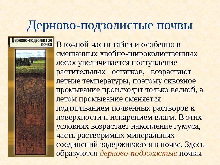   Дерново-подзолистые почвы • В южной части тайги и особенно в смешанных хвойно-широколиственных