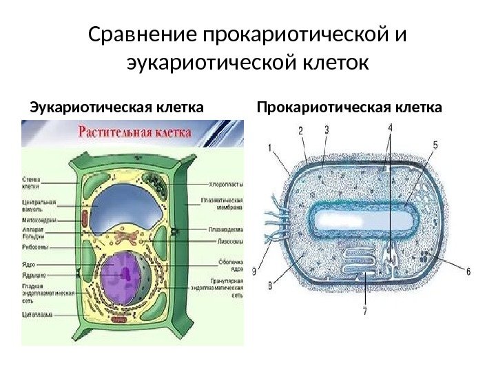 Сравнение прокариотической и эукариотической клеток Эукариотическая клетка Прокариотическая клетка 
