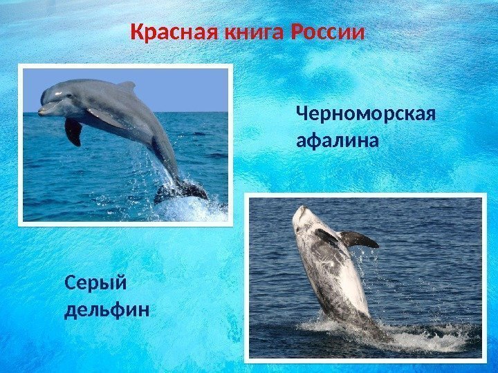 Красная книга России Черноморская афалина Серый дельфин  