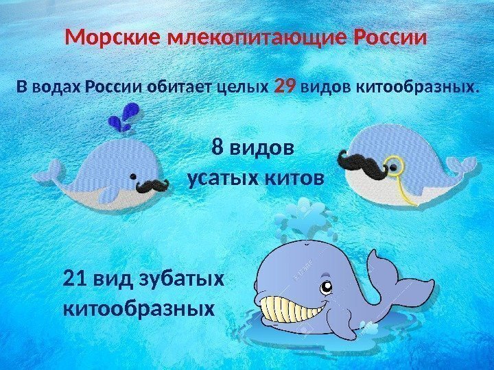 Морские млекопитающие России В водах России обитает целых 29 видов китообразных. 8 видов усатых