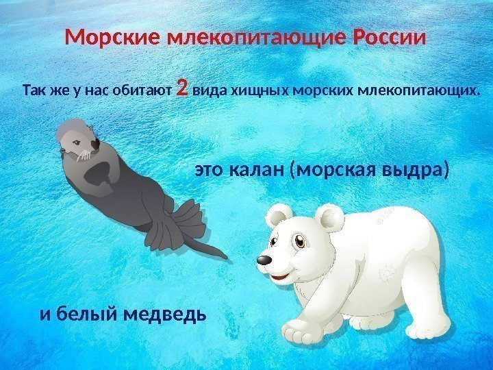 Морские млекопитающие России Так же у нас обитают 2 вида хищных морских млекопитающих. это