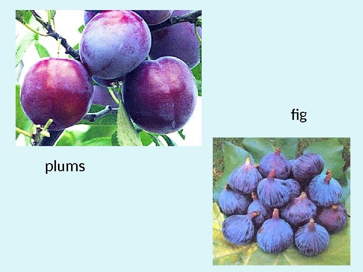plums fig 