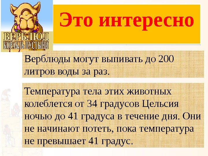 Это интересно Верблюды могут выпивать до 200 литров воды за раз. Температура тела этих