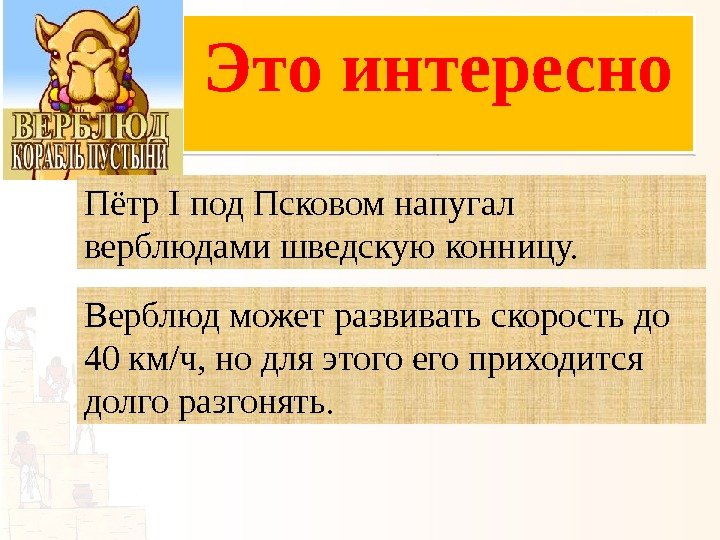 Это интересно Пётр I под Псковом напугал верблюдами шведскую конницу. Верблюд может развивать скорость