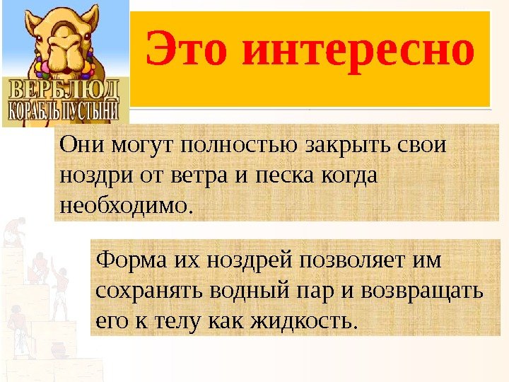 Это интересно Они могут полностью закрыть свои ноздри от ветра и песка когда необходимо.