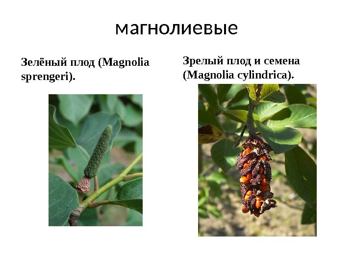 магнолиевые Зелёный плод (Magnolia sprengeri). Зрелый плод и семена (Magnolia cylindrica). 