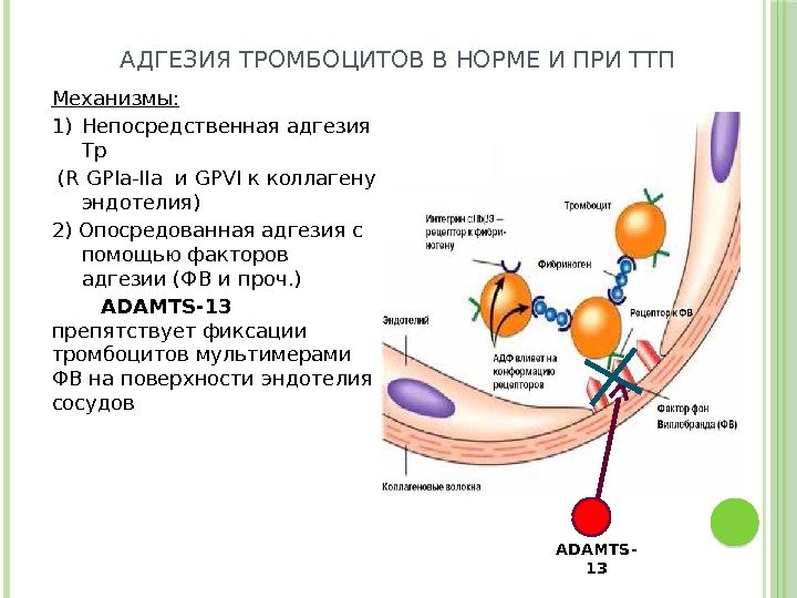 Механизмы: 1) Непосредственная адгезия Тр  (R GPIa-IIa и GPVI к коллагену эндотелия) 2)