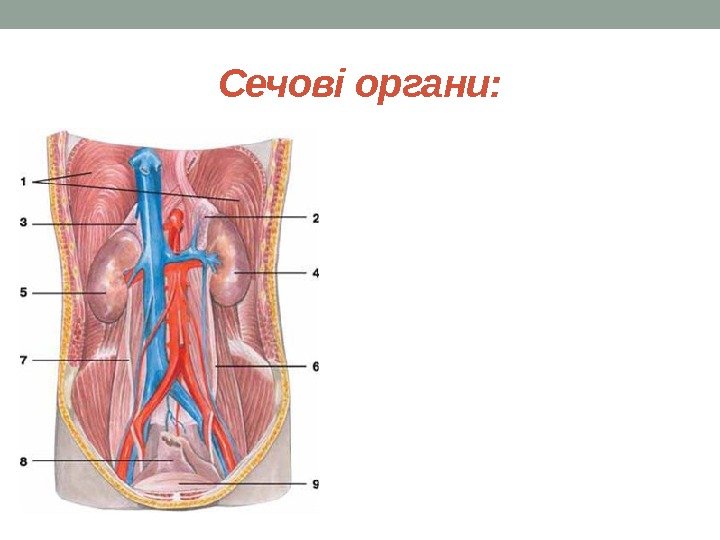 Сечові органи: 