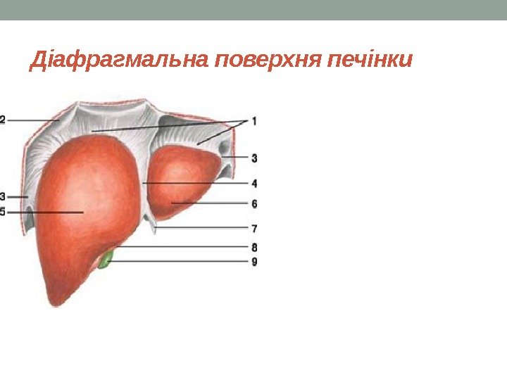 Діафрагмальна поверхня печінки 