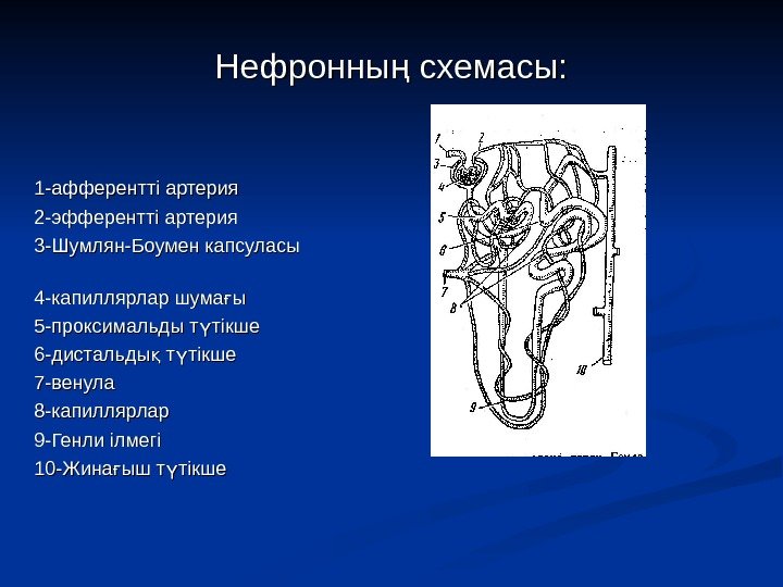 Нефронны схемасы: ң 1 -афферентті артерия 2 -эфферентті артерия 3 -Шумлян- Боумен капсуласы Нефронны схемасы: ң 1 -афферентті артерия 2 -эфферентті артерия 3 -Шумлян- Боумен капсуласы