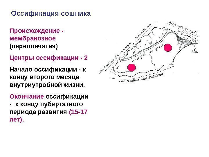 Оссификация сошника  Происхождение -  мембранозное (перепончатая) Центры оссификации - 2  Начало