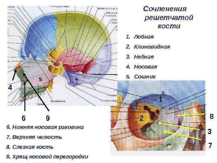 Сочленения решетчатой кости 1. Лобная 2. Клиновидная 3. Небная 4. Носовая 5. Сошник 1