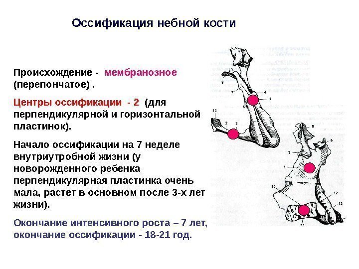 Оссификация небной кости Происхождение -  мембранозное (перепончатое). Центры оссификации - 2  (для