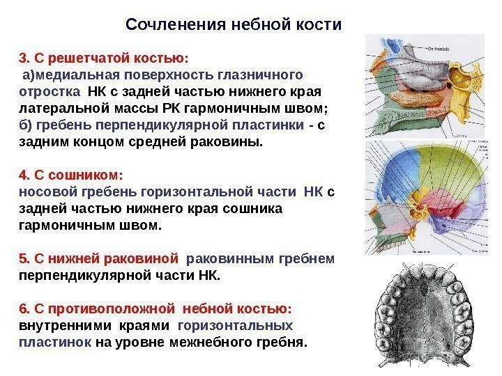 3. С решетчатой костью:  а)медиальная поверхность глазничного отростка  НК с задней частью