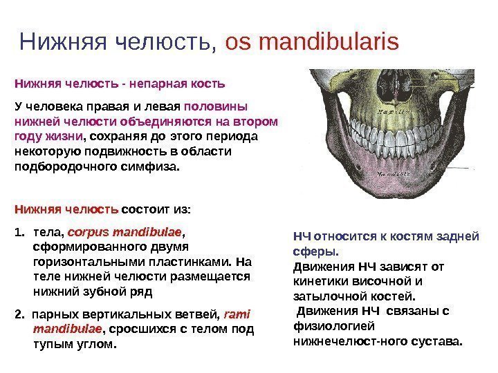 Нижняя челюсть,  os mandibularis Нижняя челюсть - непарная кость У человека правая и