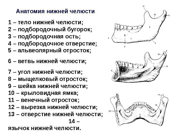 Анатомия  нижней челюсти 1 – тело нижней челюсти;   2 – подбородочный