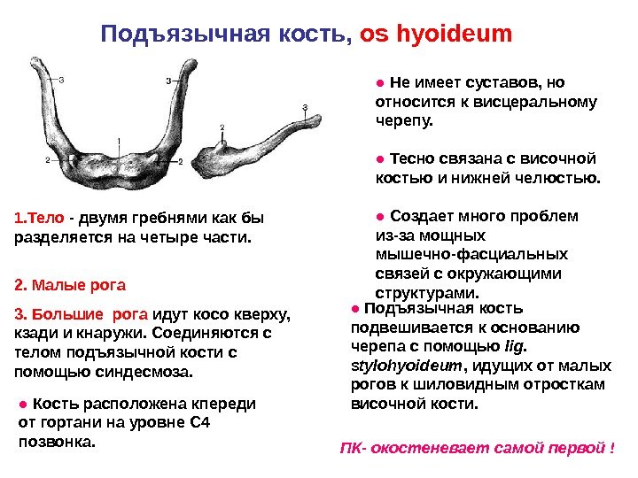 Подъязычная кость,  os hyoideum ●  Не имеет суставов, но относится к висцеральному