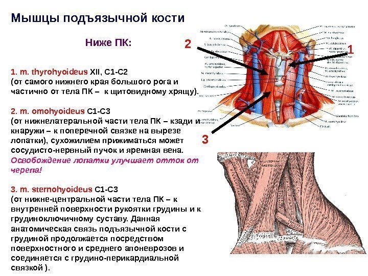 Мышцы подъязычной кости Ниже ПК: 1.  m. thyrohyoideus  XII, C 1 -C