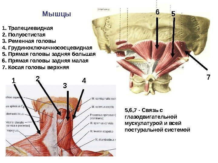 1. Трапециевидная 2. Полуостистая 3. Ременная головы 4. Грудиноключичнососцевидная 5. Прямая головы задняя большая