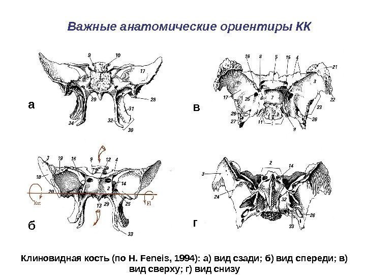 Важные анатомические ориентиры КК Клиновидная кость (по H.  Feneis , 1994): а) вид