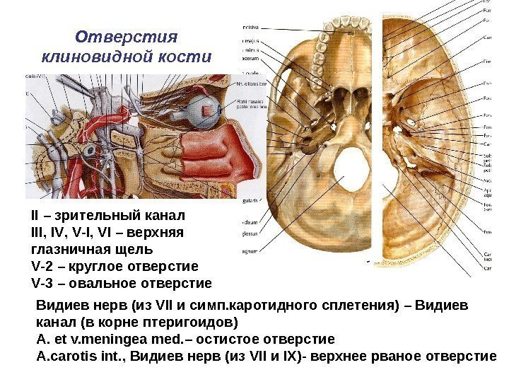 II – зрительный канал III ,  IV ,  V - I ,