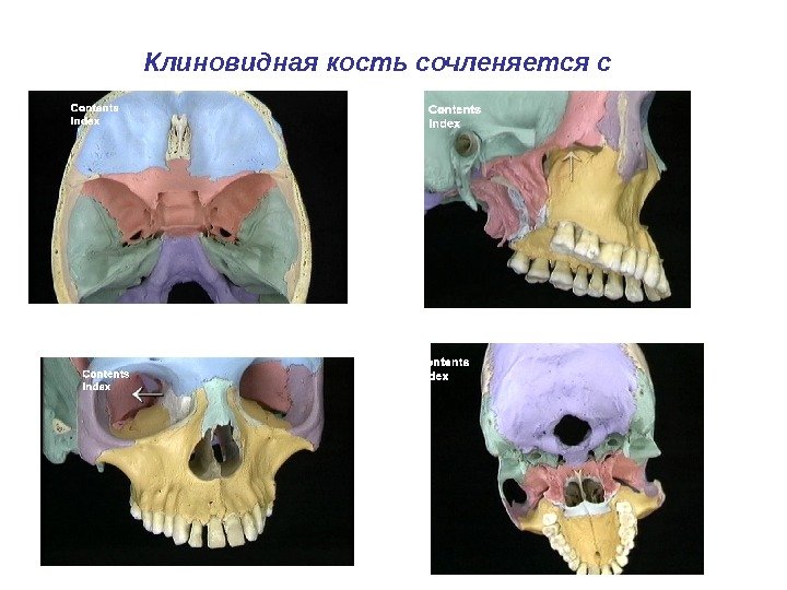 Клиновидная кость сочленяется с 