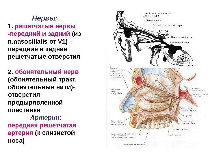 Нервы:  1.  решетчатые  нервы -передний  и  задний (из n.