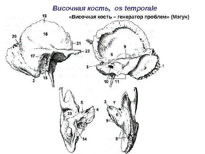 Височная кость,  os temporale «Височная кость – генератор проблем» (Мэгун) 