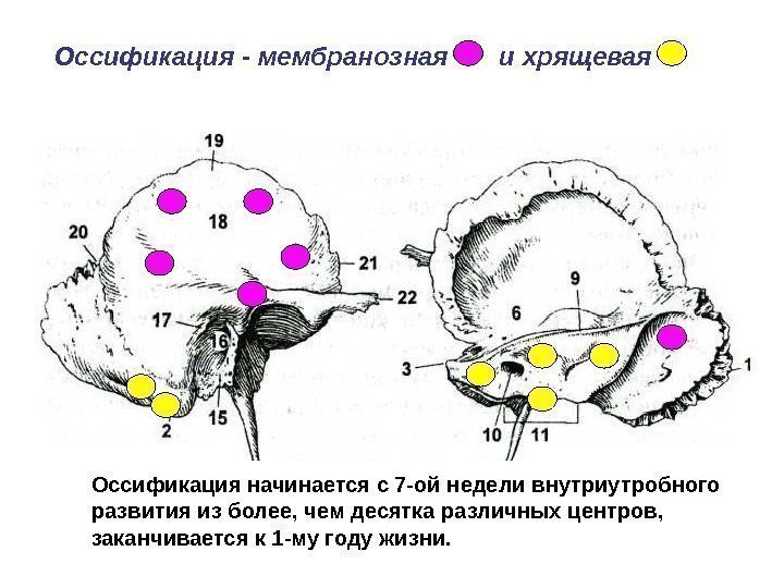 Оссификация - мембранозная  и хрящевая Оссификация начинается с 7 -ой недели внутриутробного развития