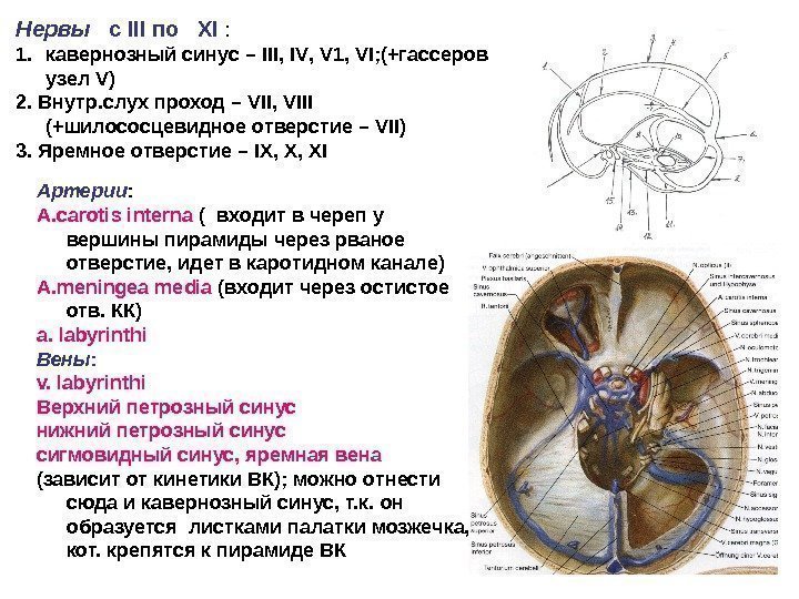 Нервы  с III по  XI :  1. кавернозный синус – III