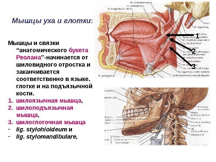 Мышцы уха и глотки : Мышцы и связки  “анатомического букета Реолана ”-начинается от