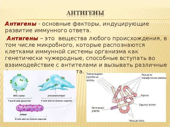 Антигены - основные факторы, индуцирующие развитие иммунного ответа.  Антигены – это вещества любого