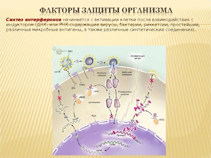 Синтез интерферонов начинается с активации клетки после взаимодействия с индуктором (ДНК- или РНК-содержащие вирусы,