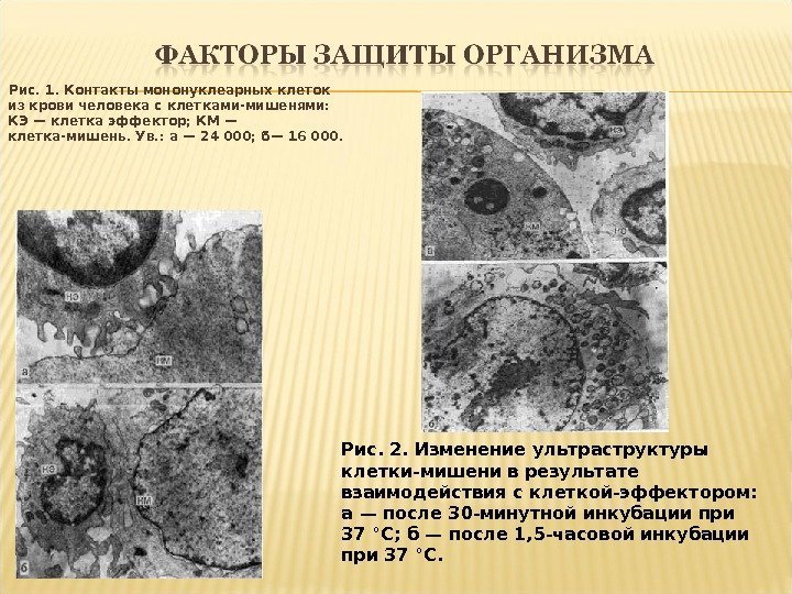 Рис. 1. Контакты мононуклеарных клеток из крови человека с клетками-мишенями:  КЭ — клетка