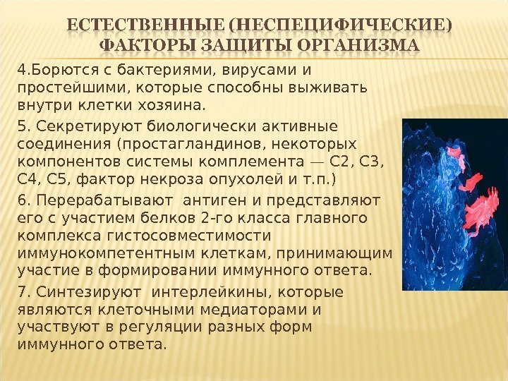 4. Борются с бактериями, вирусами и простейшими, которые способны выживать внутри клетки хозяина. 