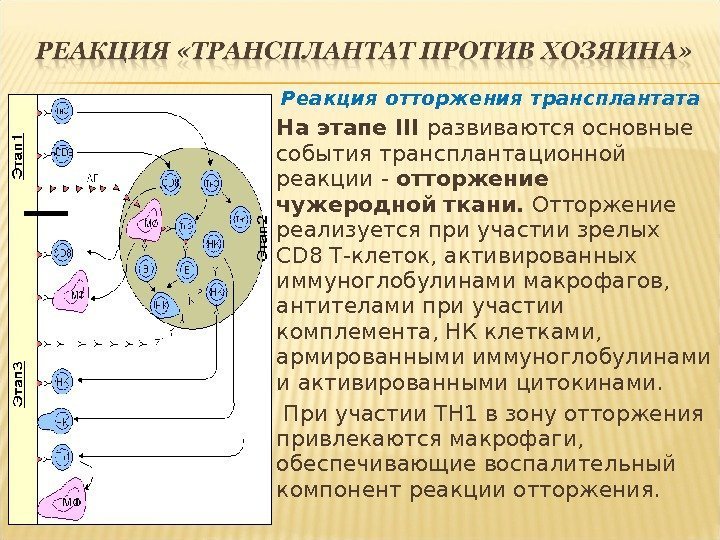 Реакция отторжения трансплантата На этапе III развиваются основные события трансплантационной реакции - отторжение чужеродной