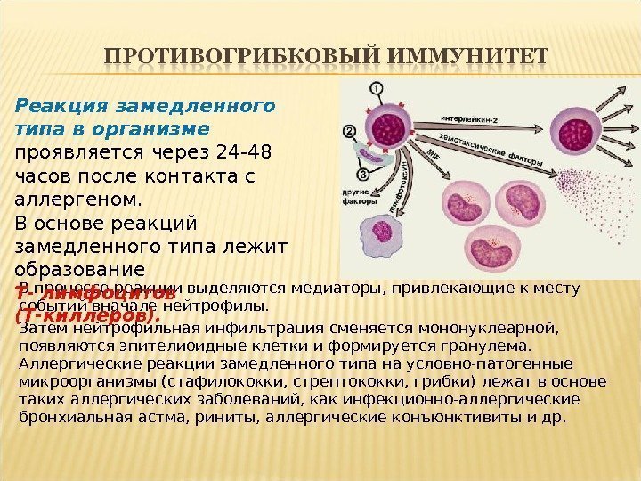 В процессе реакции выделяются медиаторы, привлекающие к месту событий вначале нейтрофилы. Затем нейтрофильная инфильтрация