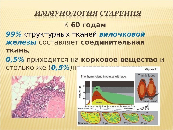 К 60 годам 99 структурных тканей вилочковой железы составляет соединительная ткань ,  0,