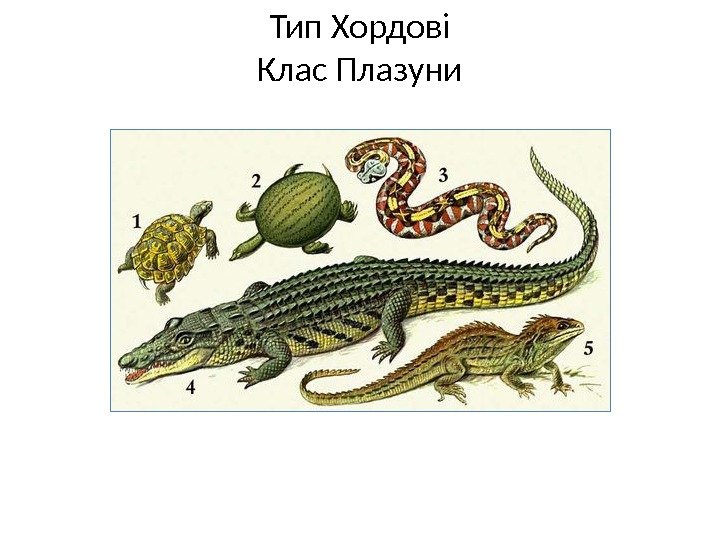 Тип Хордові Клас Плазуни 