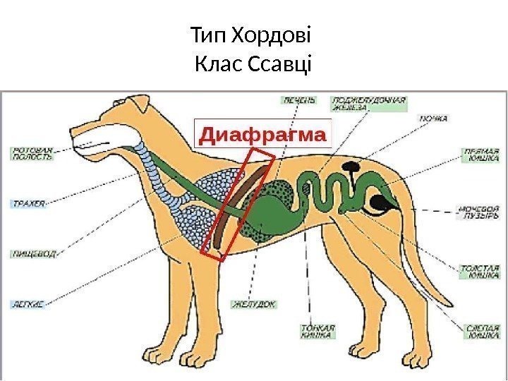 Тип Хордові Клас Ссавці 