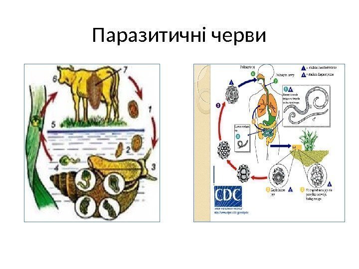 Паразитичні черви 