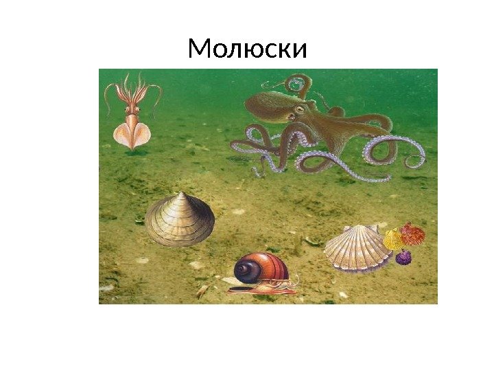 Молюски 